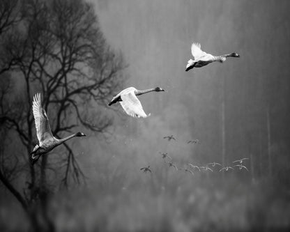 Swans In Mist Flight