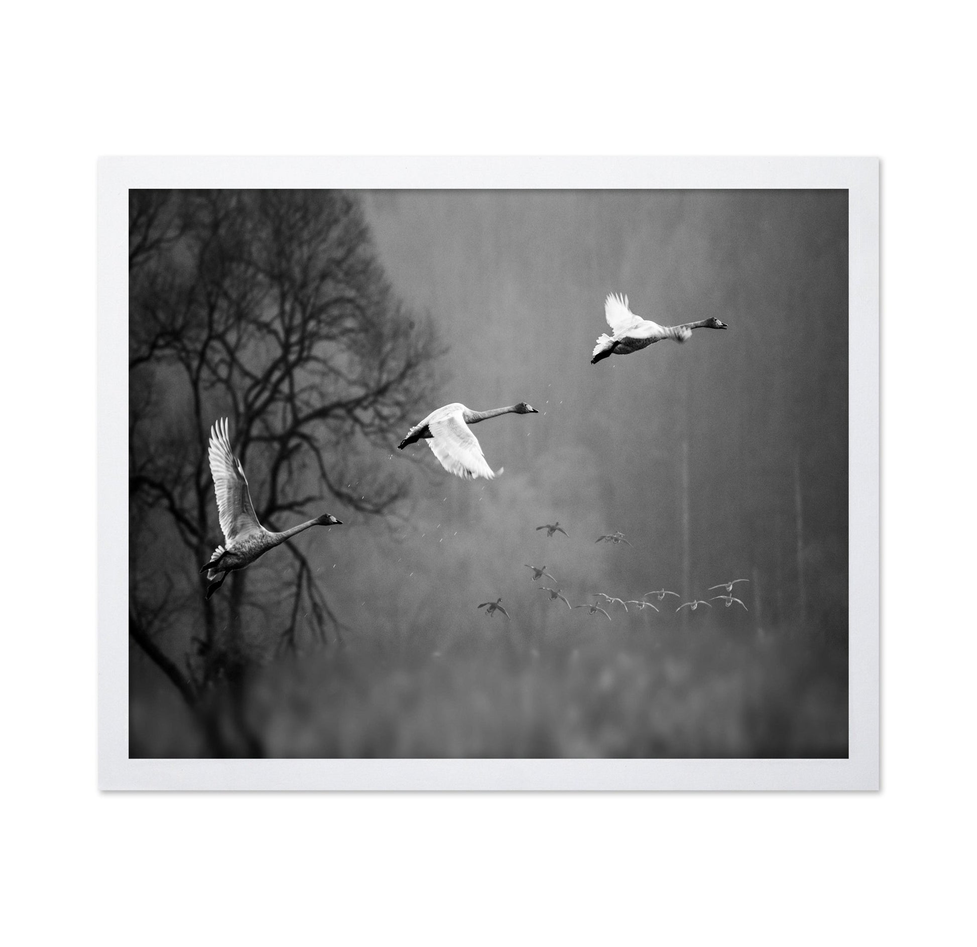 Swans In Mist Flight