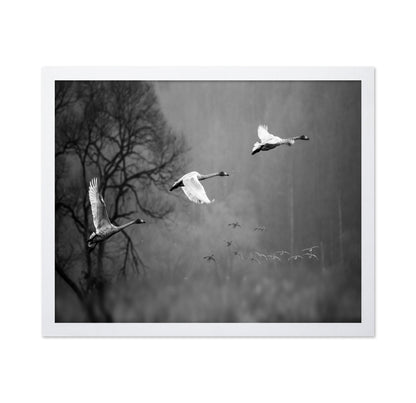 Swans In Mist Flight