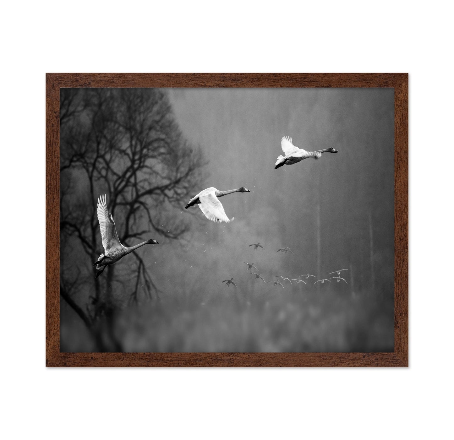 Swans In Mist Flight