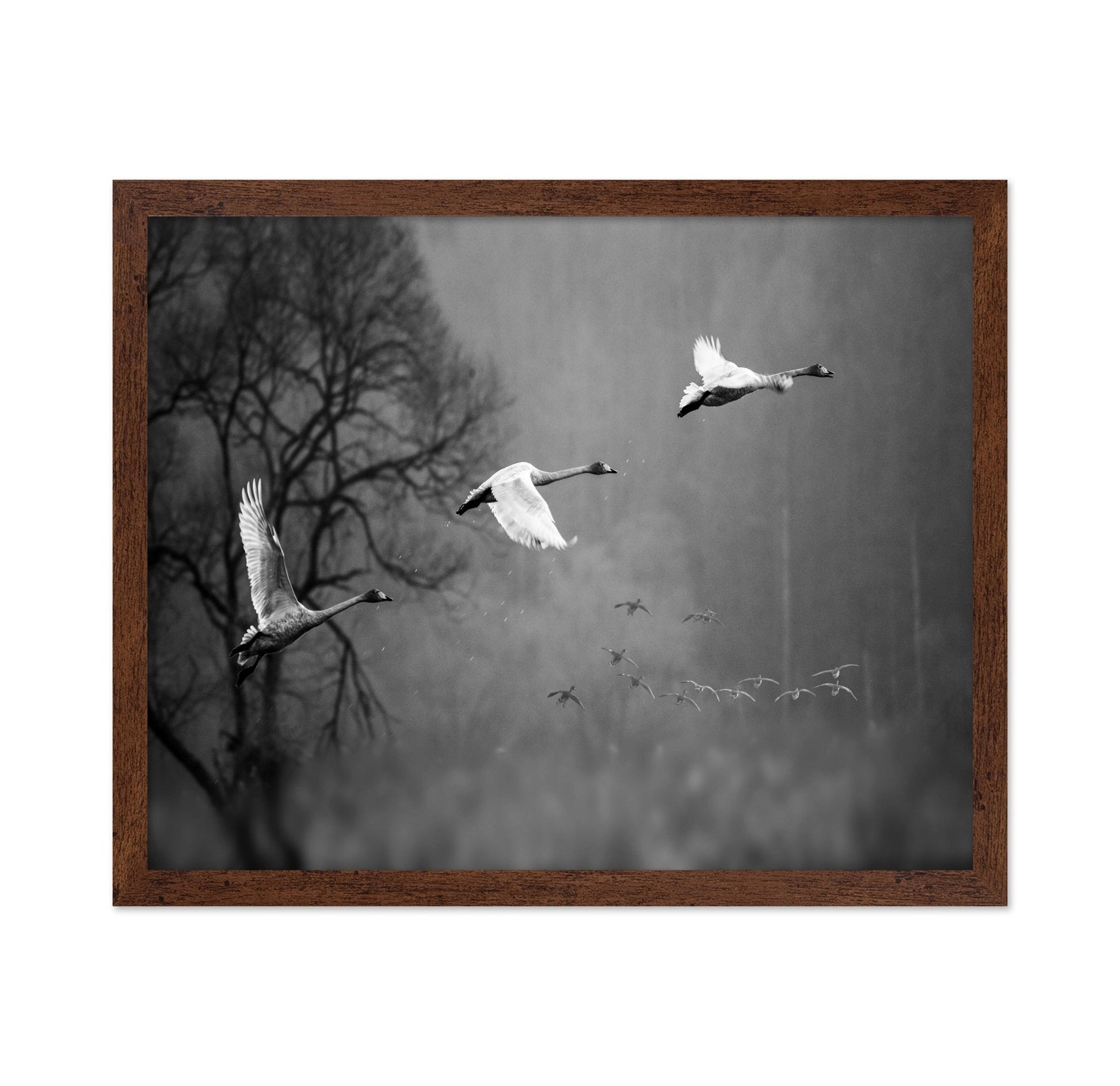 Swans In Mist Flight