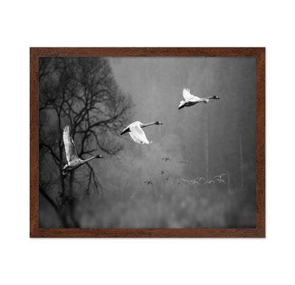 Swans In Mist Flight