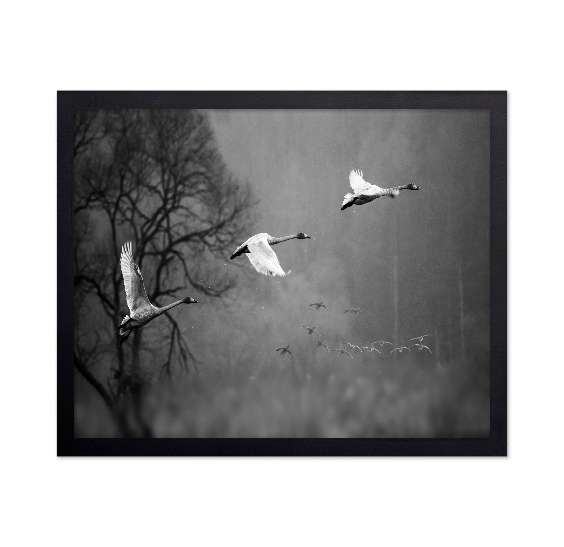 Swans In Mist Flight