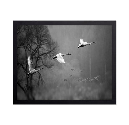 Swans In Mist Flight