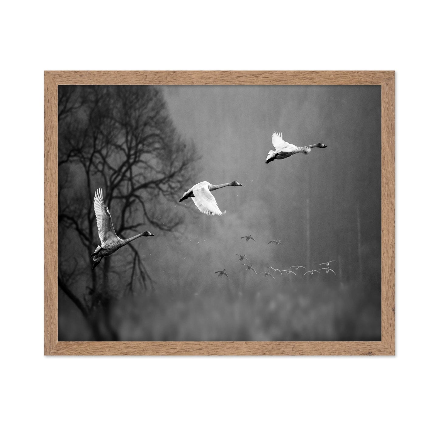 Swans In Mist Flight