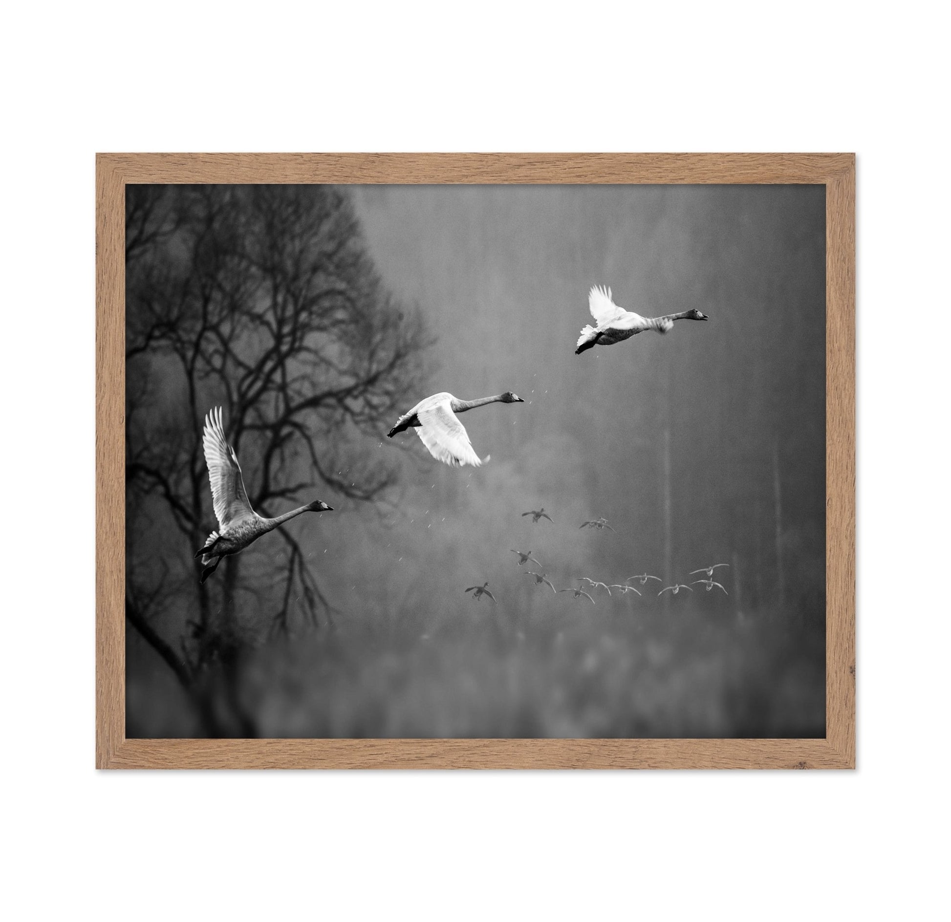 Swans In Mist Flight