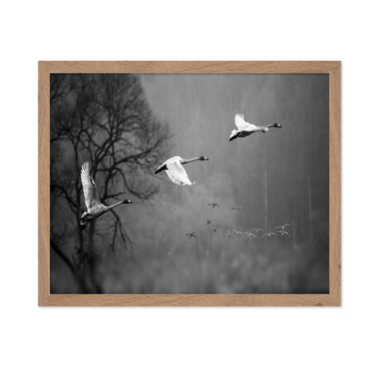 Swans In Mist Flight