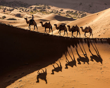 Desert Caravan Shadows