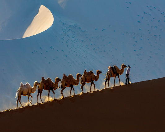 Desert Caravan Journey