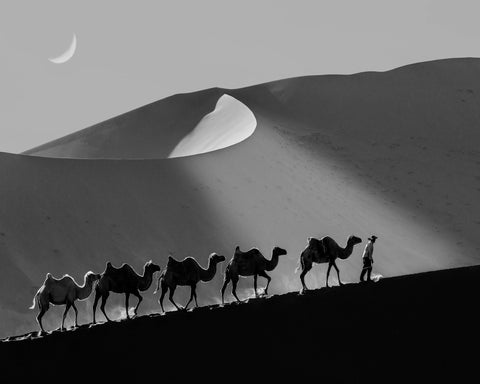 Desert Caravan Line