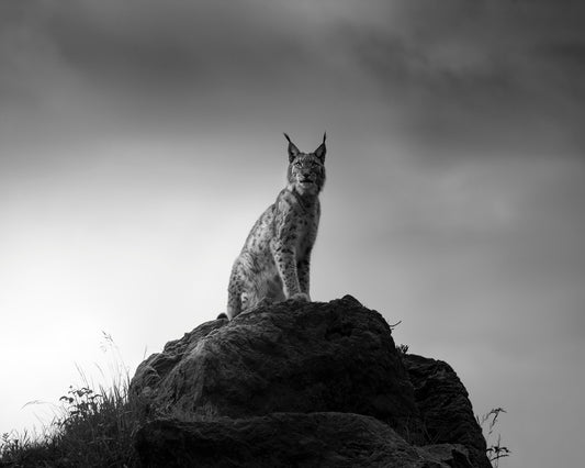 Lynx On Rock