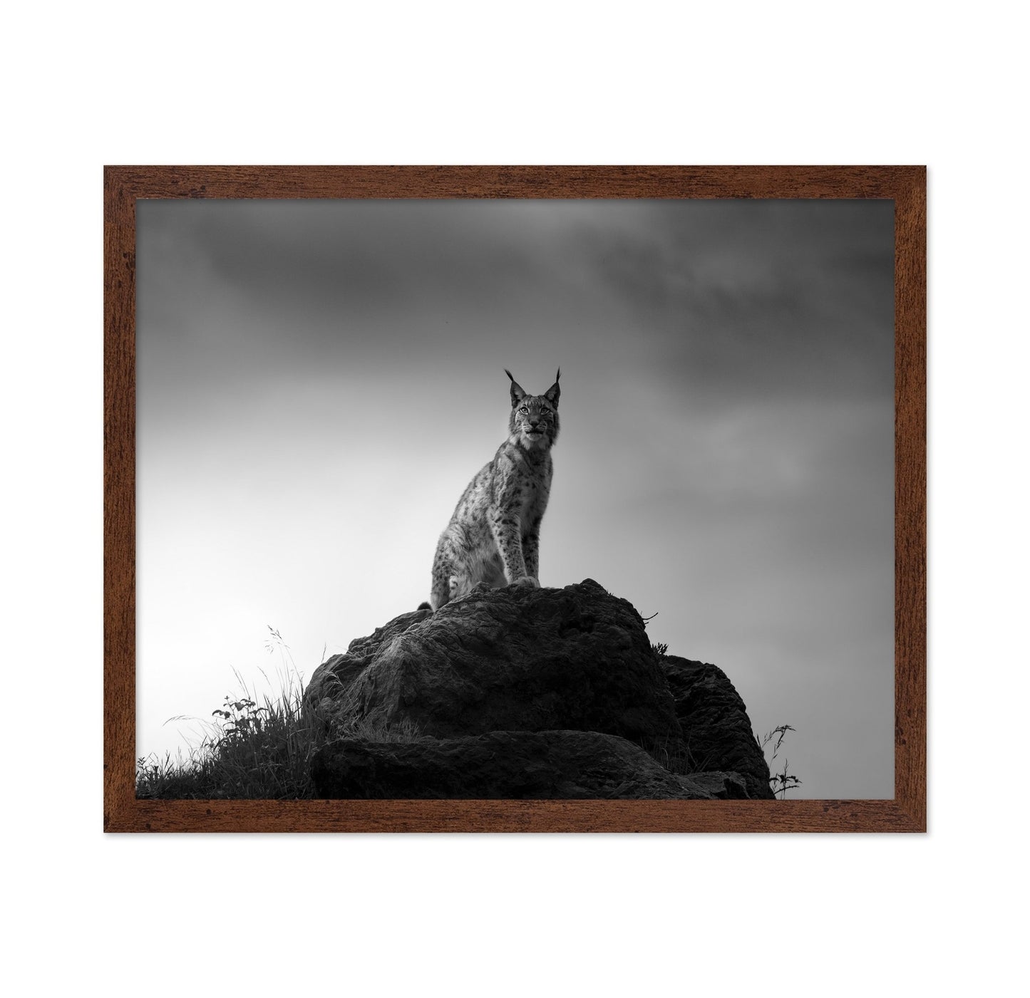Lynx On Rock
