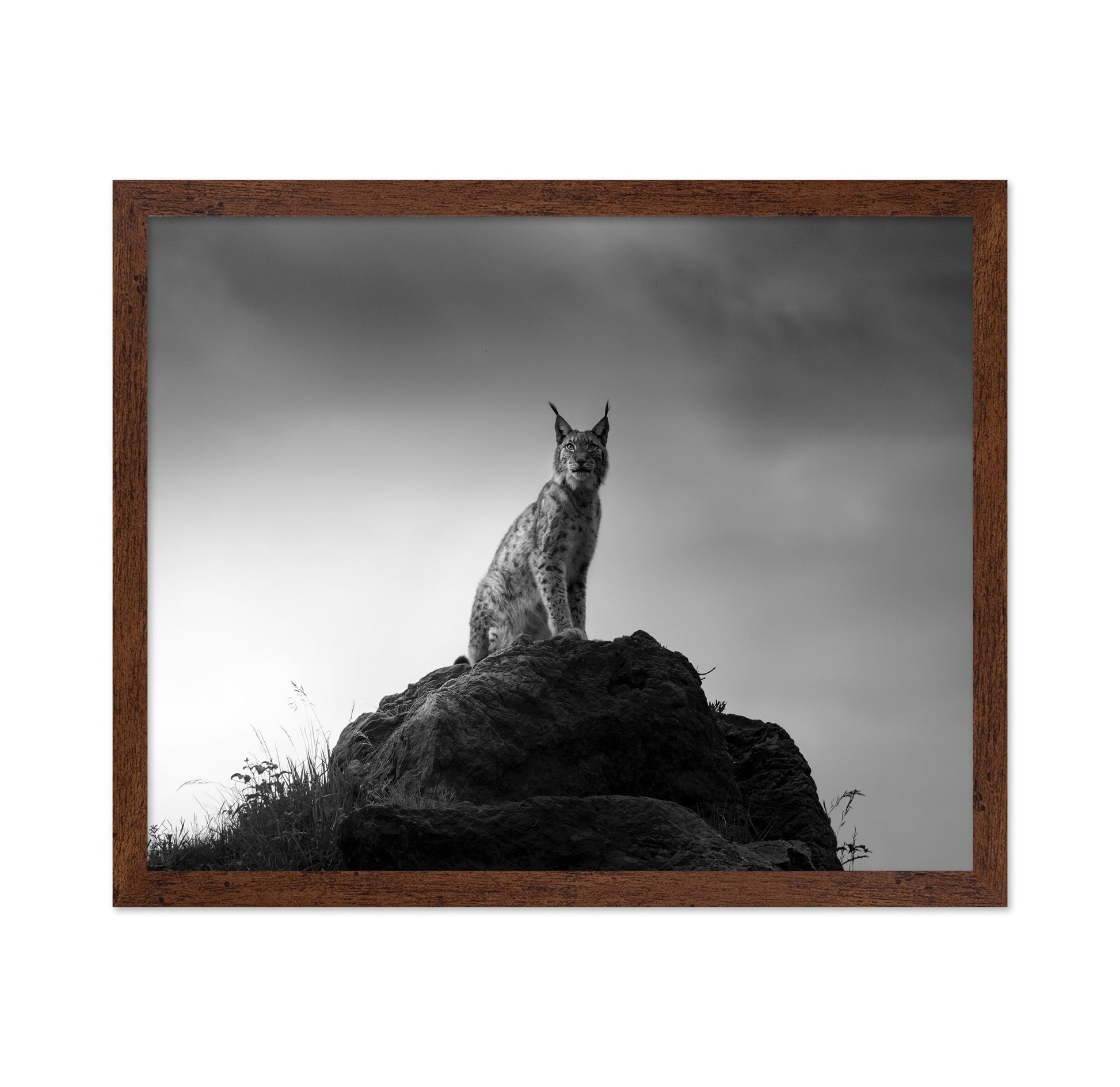 Lynx On Rock