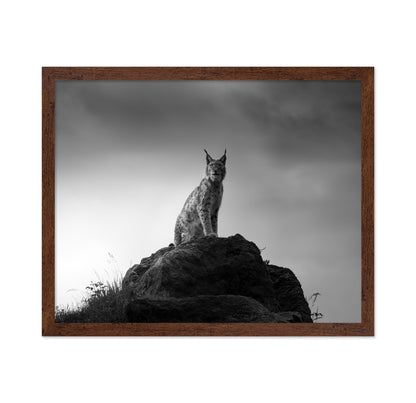 Lynx On Rock