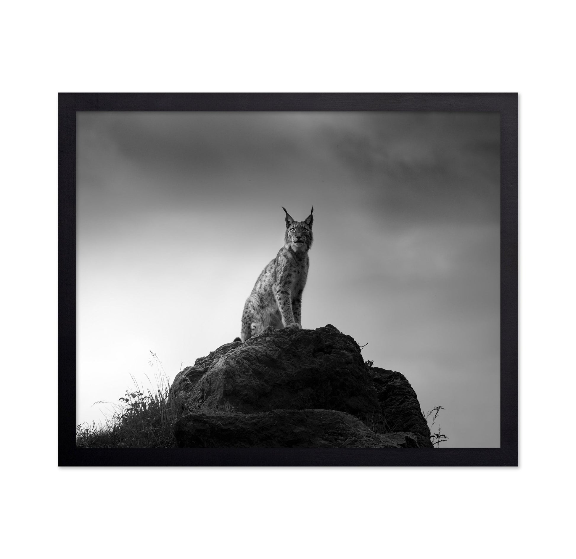 Lynx On Rock