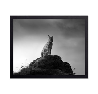 Lynx On Rock
