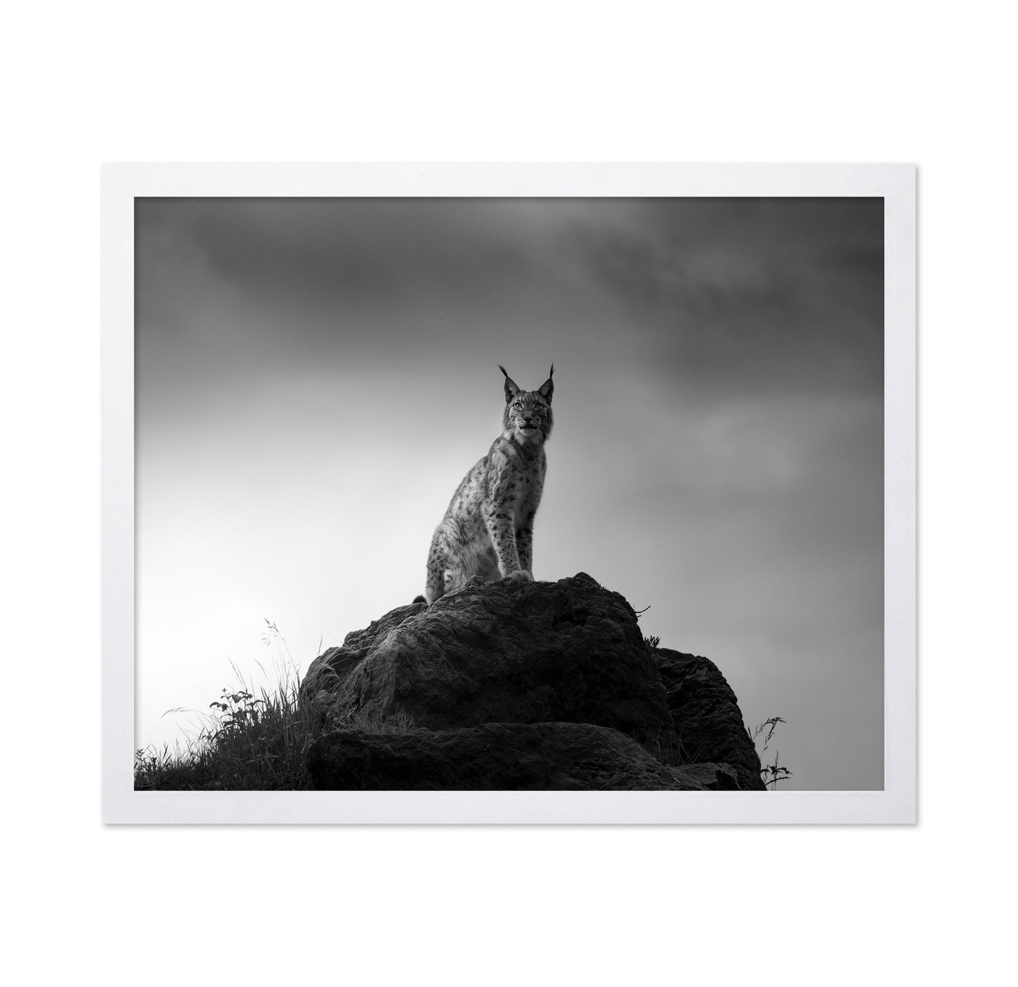 Lynx On Rock