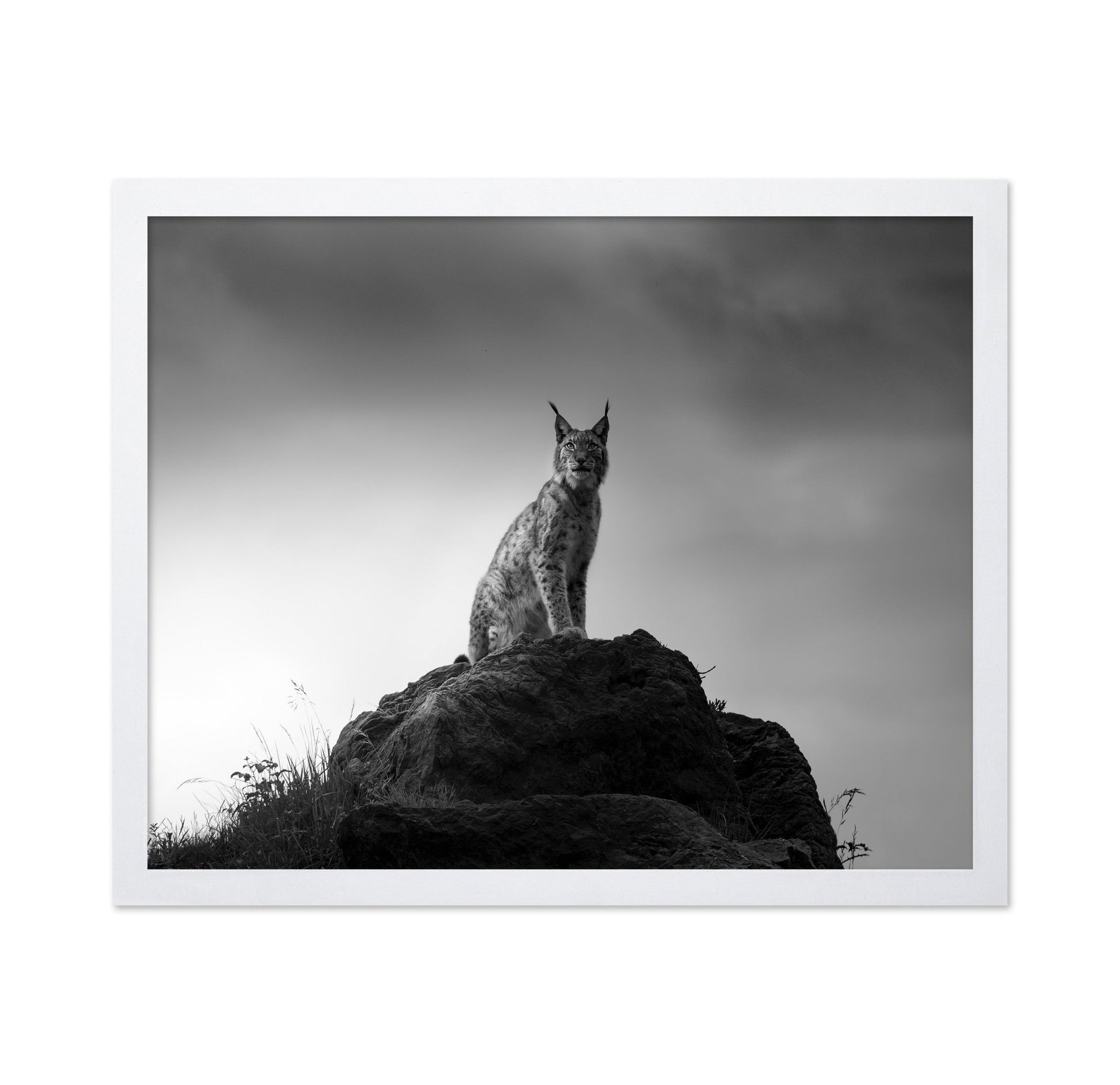 Lynx On Rock