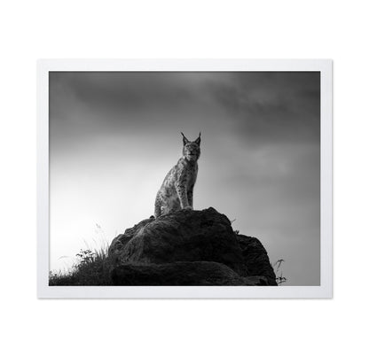 Lynx On Rock