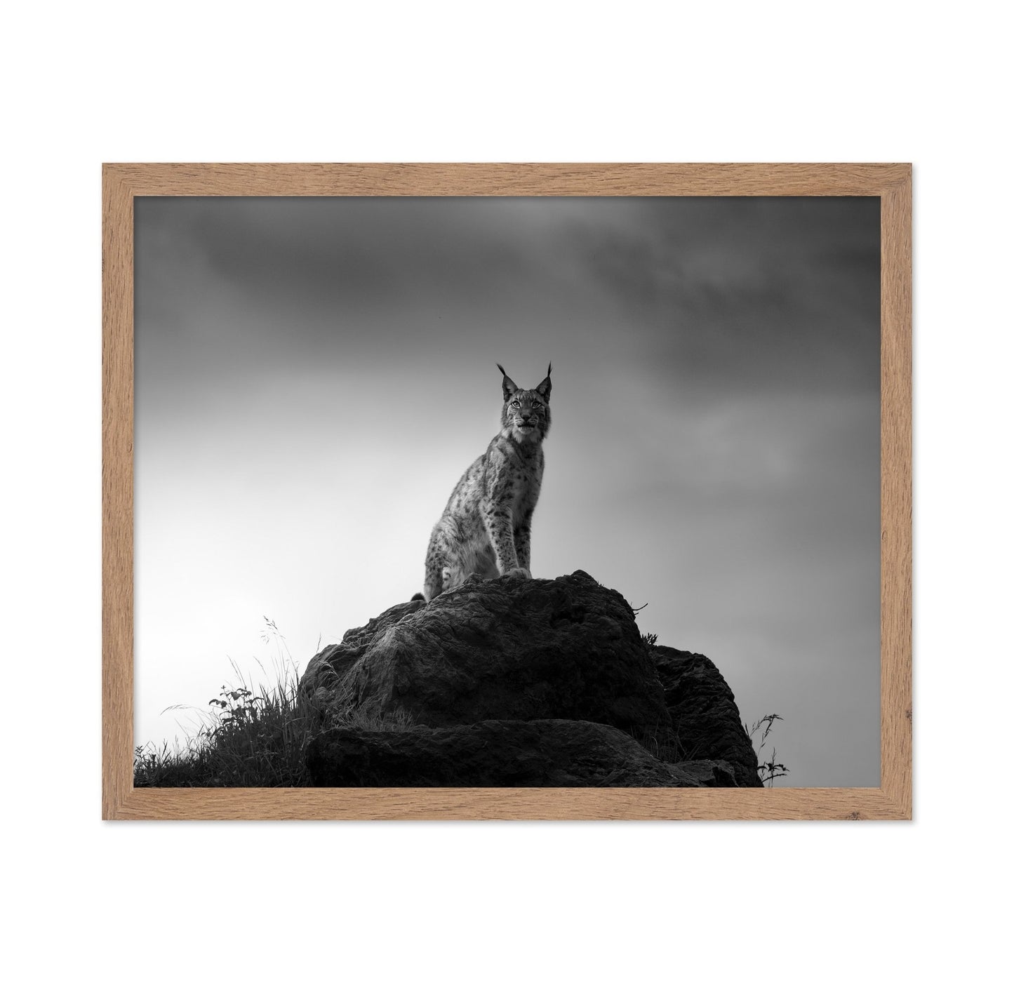 Lynx On Rock