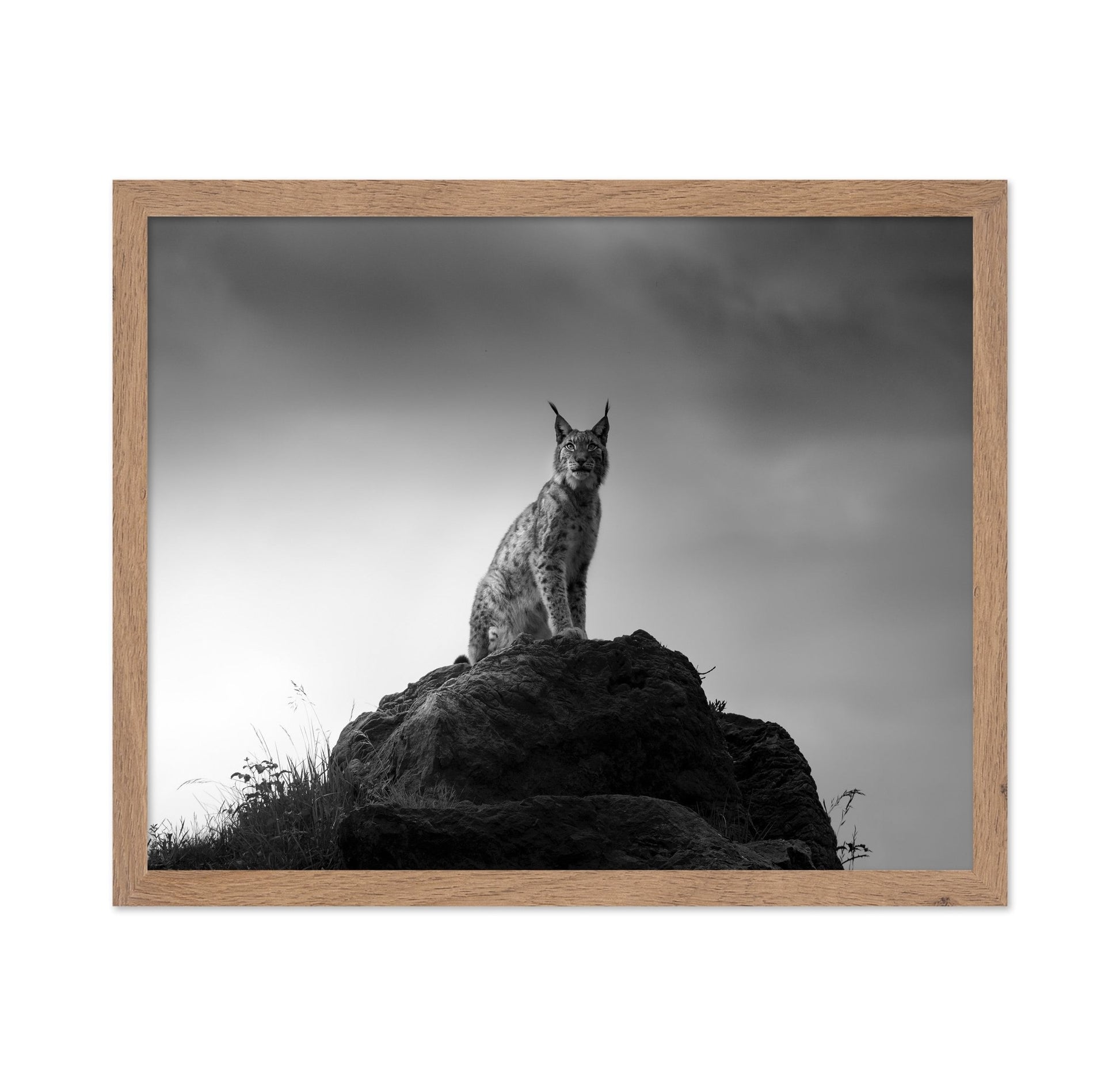 Lynx On Rock