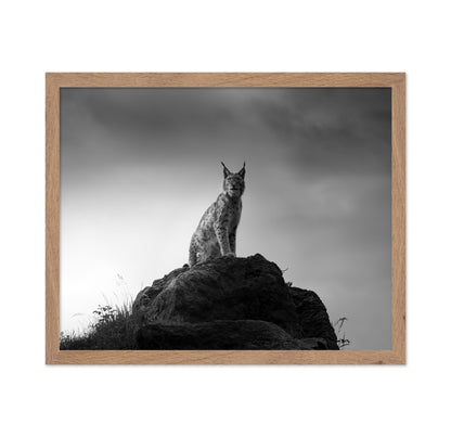 Lynx On Rock