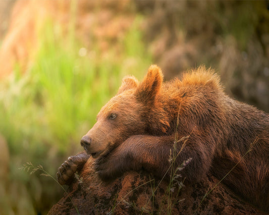 Resting Brown Bear