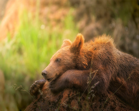 Resting Brown Bear
