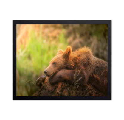 Resting Brown Bear