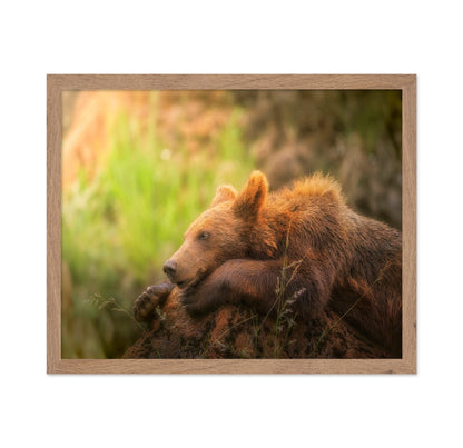 Resting Brown Bear