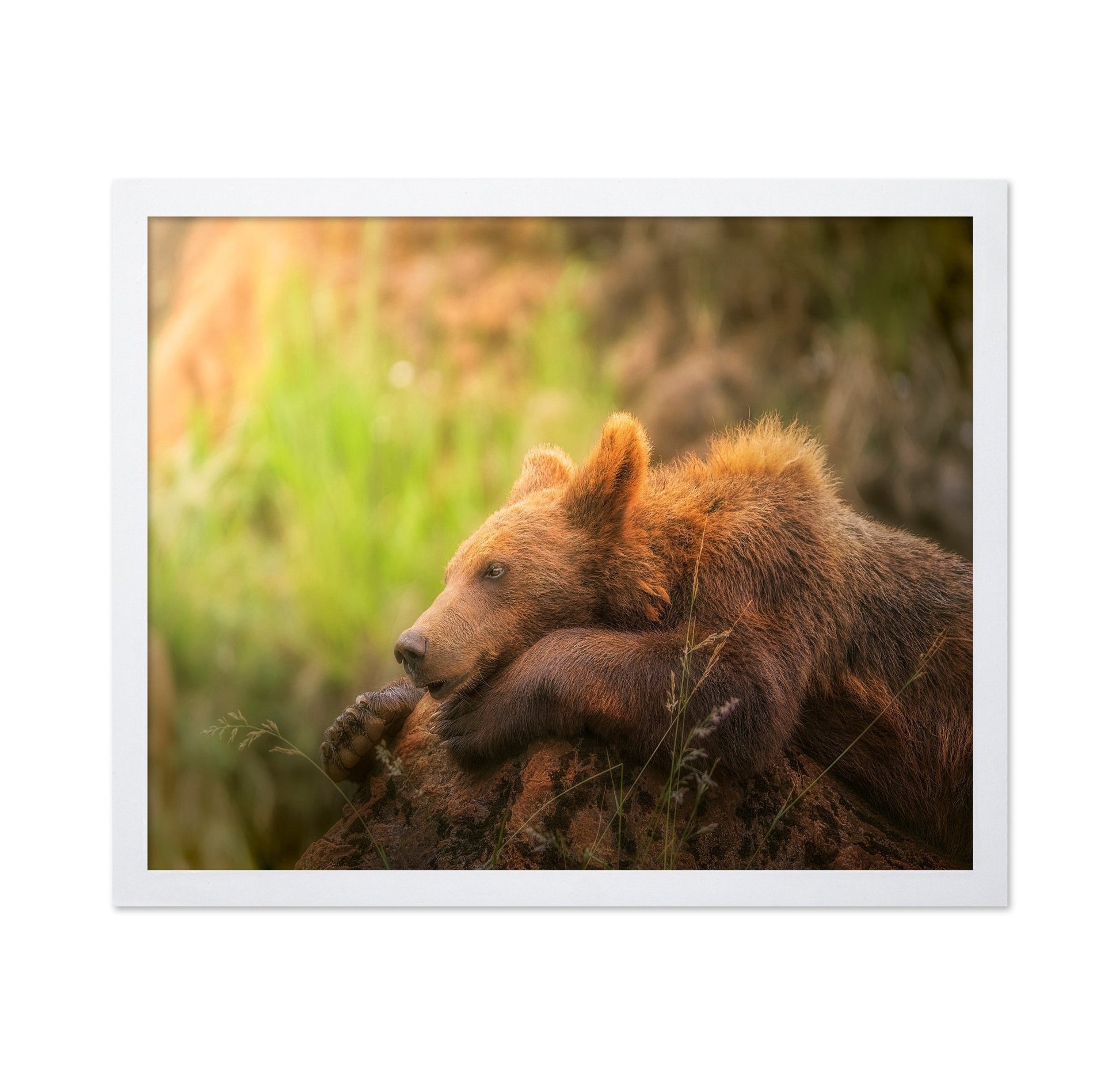 Resting Brown Bear