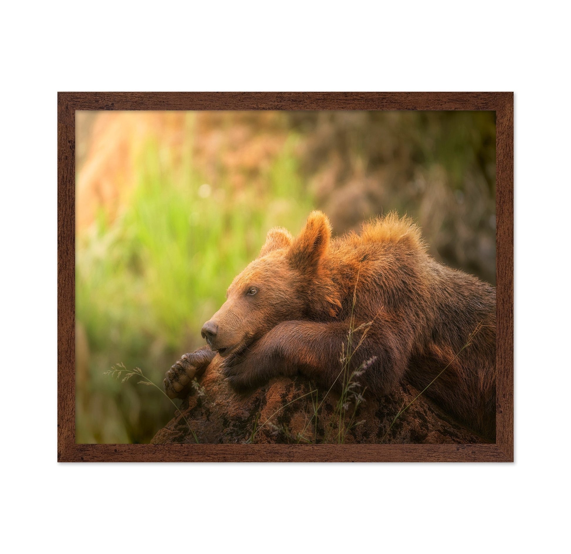 Resting Brown Bear