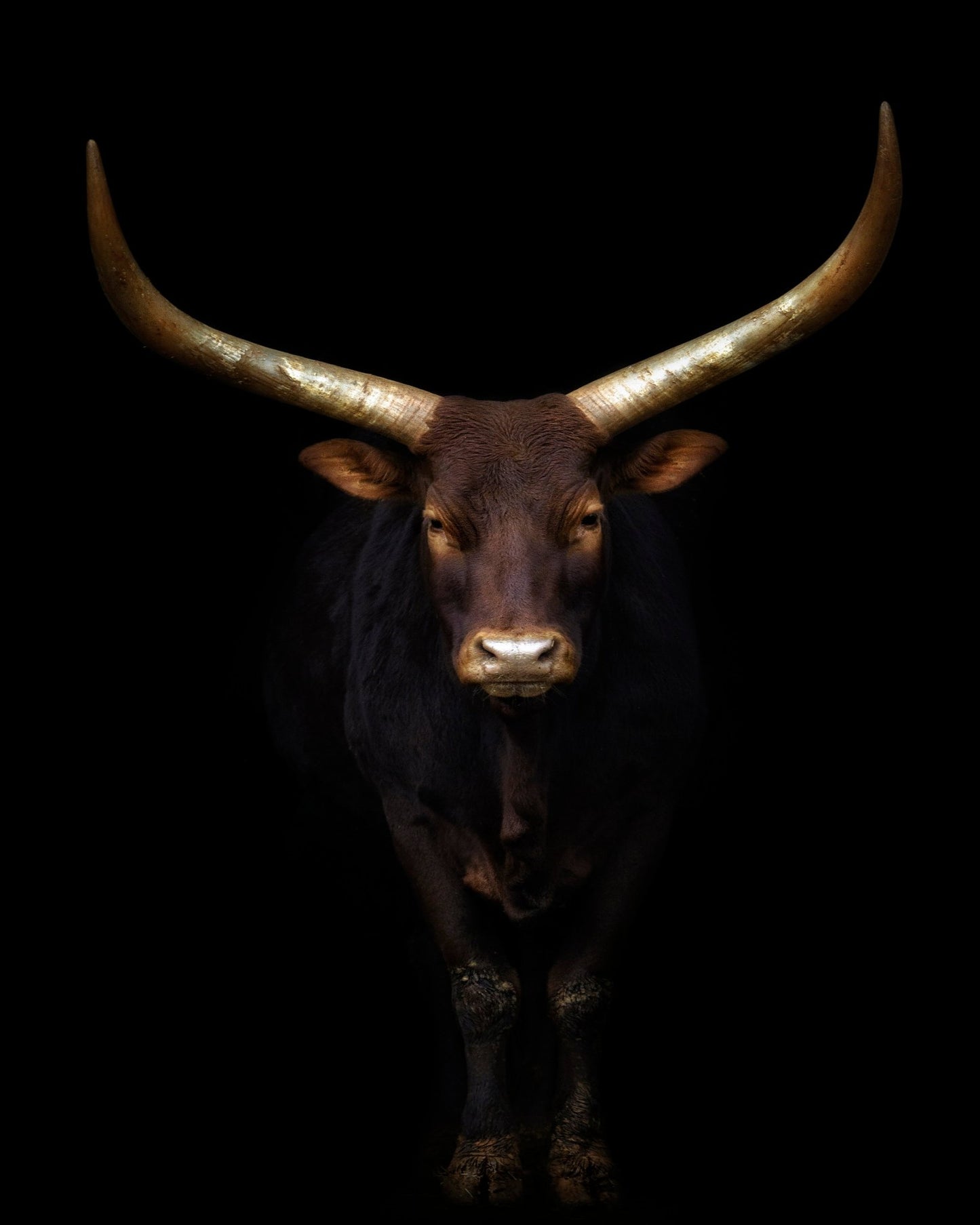 Longhorn Bull Portrait