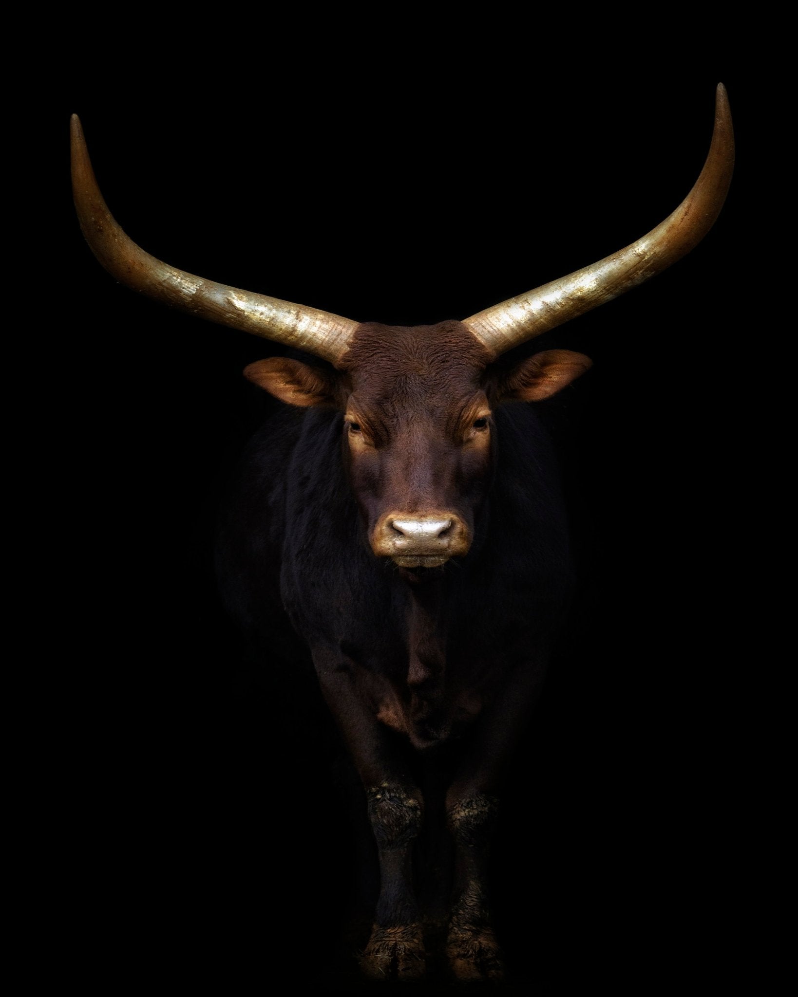 Longhorn Bull Portrait