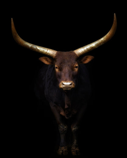 Longhorn Bull Portrait