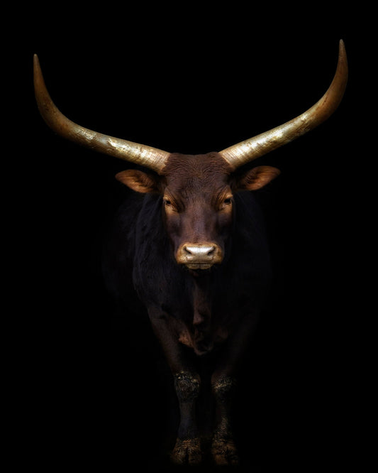 Longhorn Bull Portrait