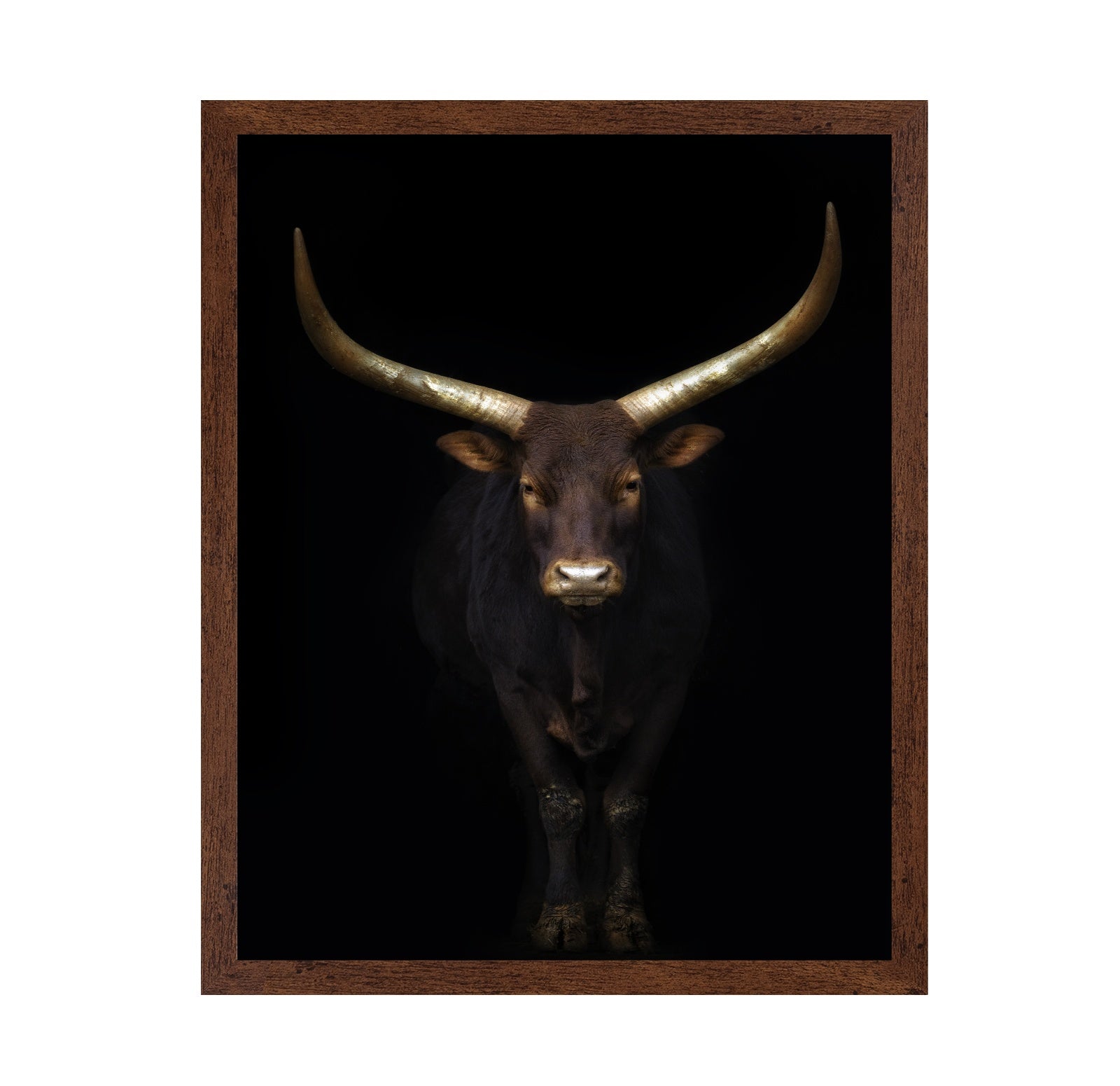 Longhorn Bull Portrait