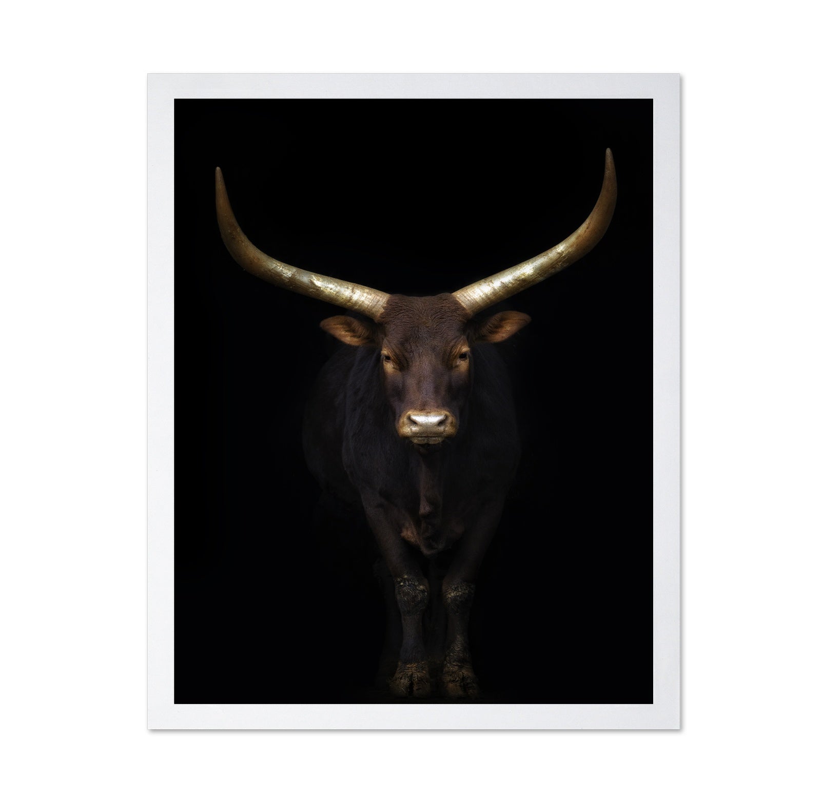 Longhorn Bull Portrait