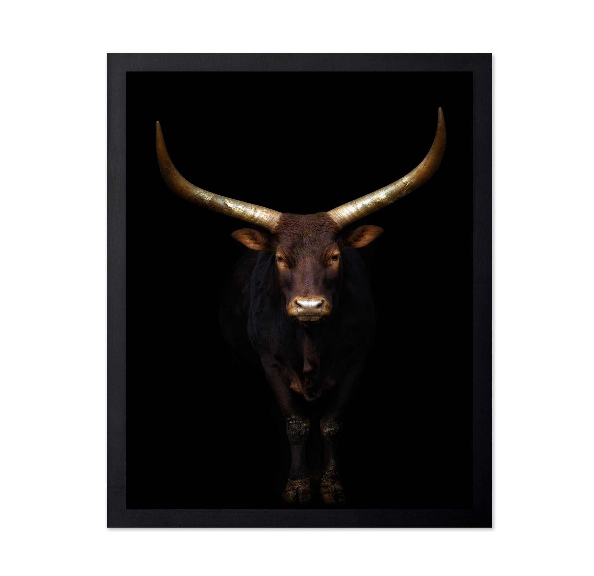 Longhorn Bull Portrait