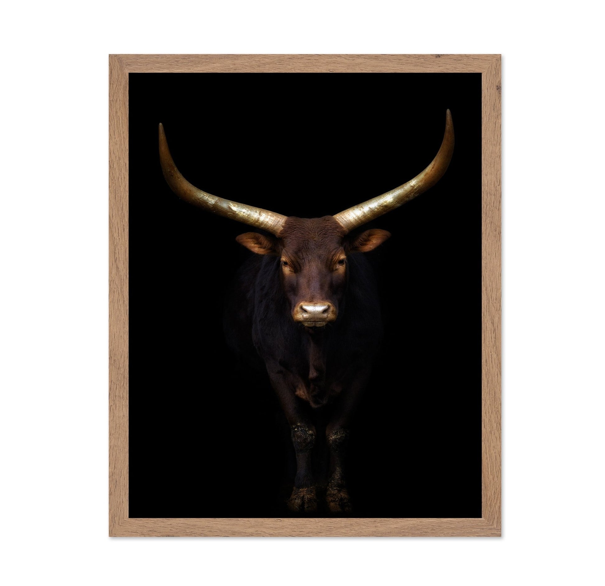 Longhorn Bull Portrait