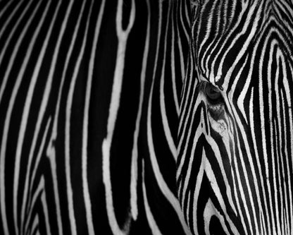 Zebra Close Up