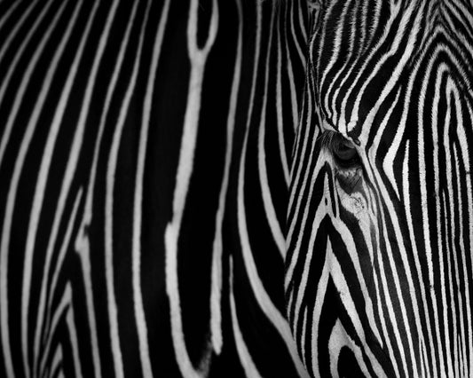 Zebra Close Up