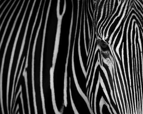 Zebra Close Up