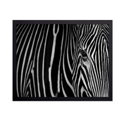 Zebra Close Up