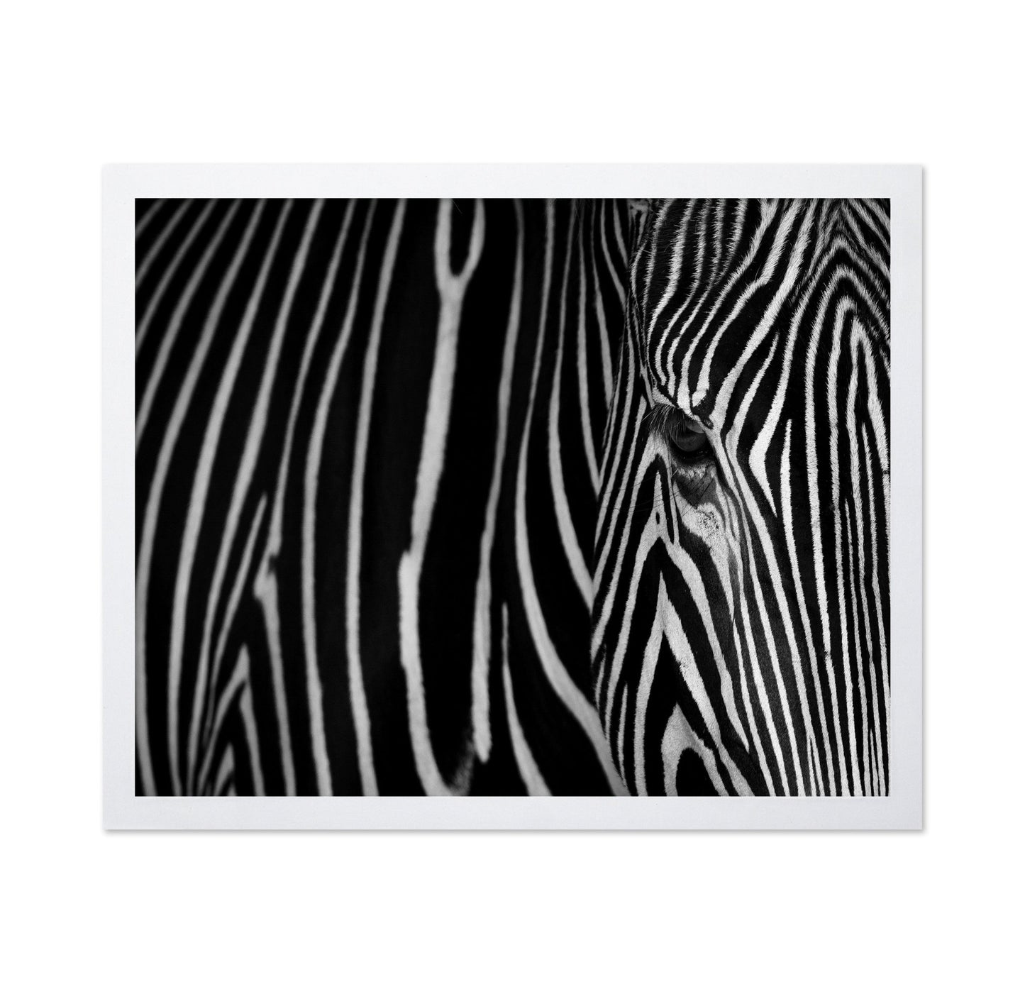Zebra Close Up