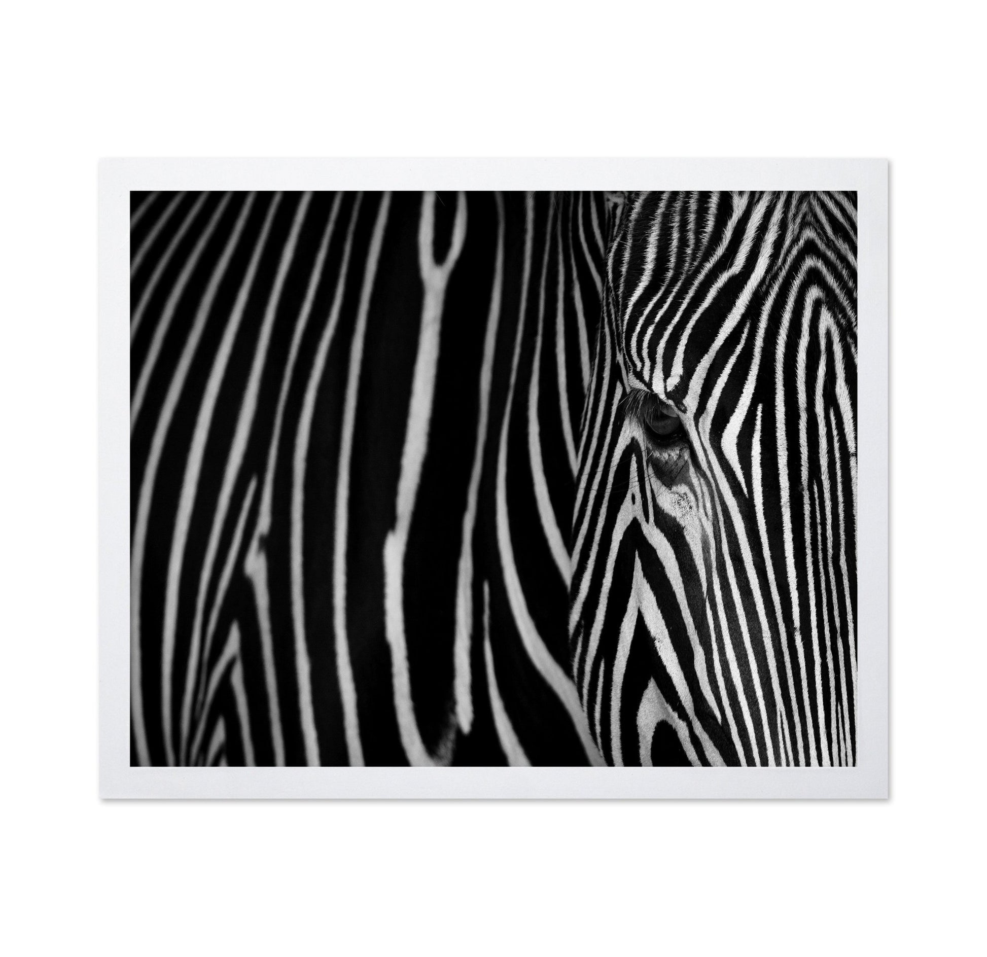 Zebra Close Up