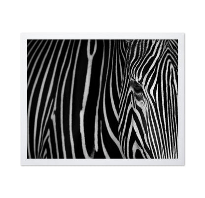 Zebra Close Up