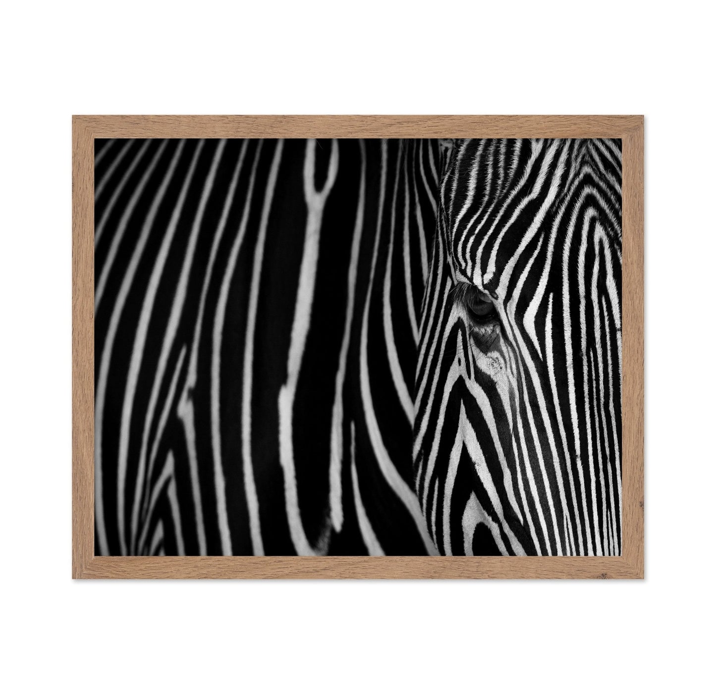 Zebra Close Up