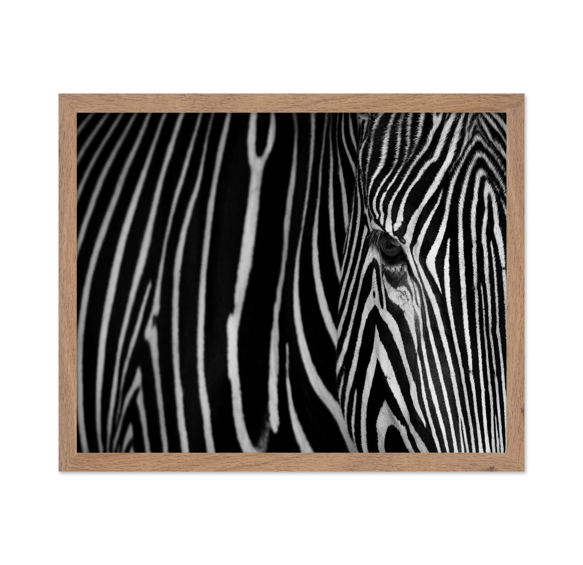 Zebra Close Up