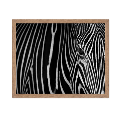 Zebra Close Up